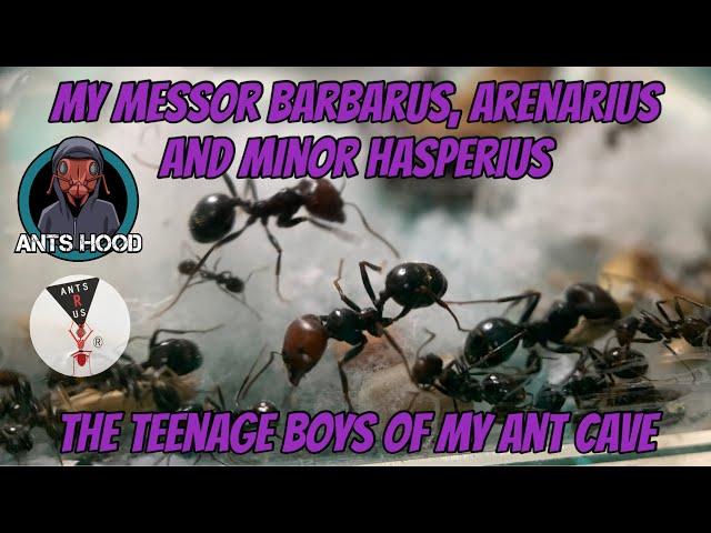 My Messor Barbarus, Arenarius and Minor Hesperius, The Teenage Boys of my Ant Cave