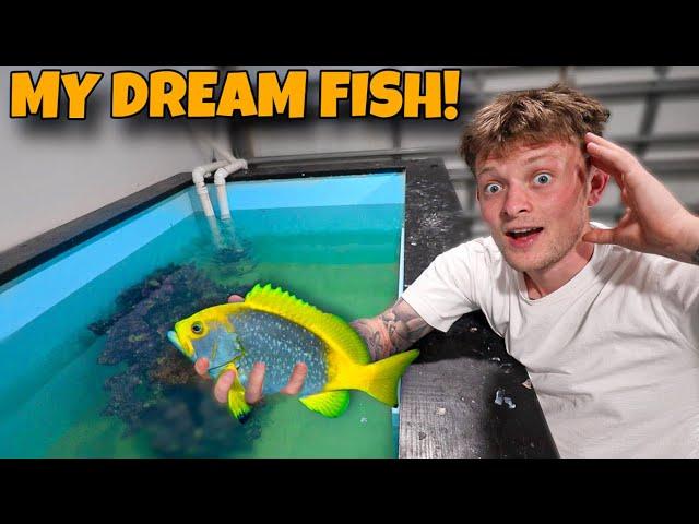 BUYING My DREAM PREDATORY FISH!!