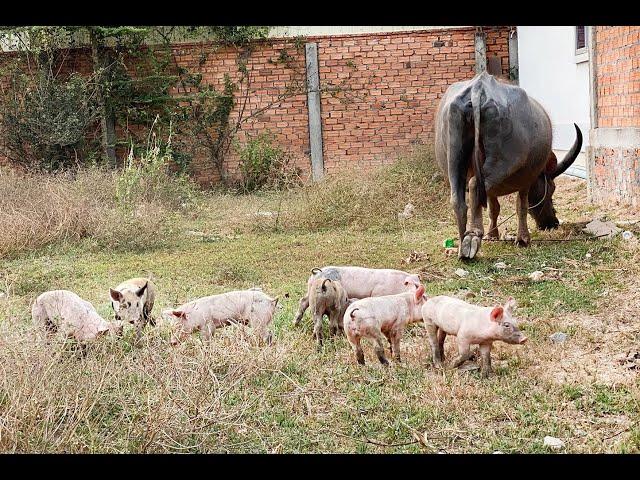 Rare Video Of Piggy  Looking For Food In Field - Asia Pets - Street Animals