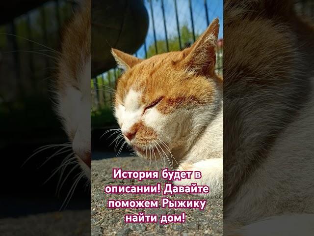 Рыжий кот ищет дом!Санкт-Петербург, тг Evdemonika #жизнь #кот #любовь #хозяиин