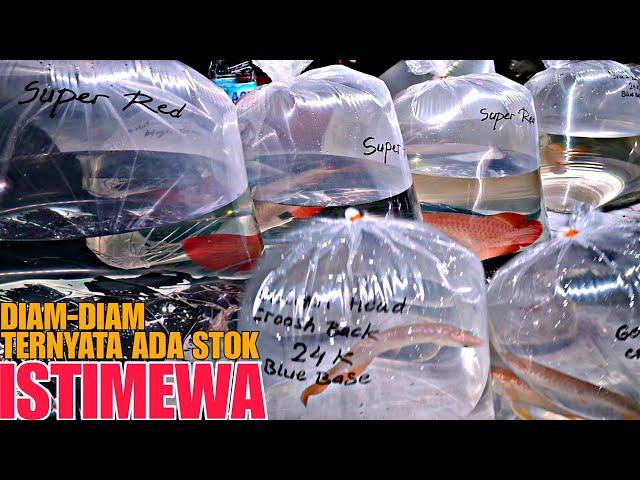 DIAM-DIAM TERNYATA ADA STOK YANG ISTIMEWA !!! UPDATE HARGA IKAN ARWANA DI JATINEGARA TERBARU