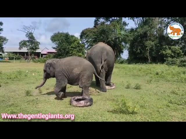 Elephant Enrichment Program - Gentle Giants Stay Home Project 