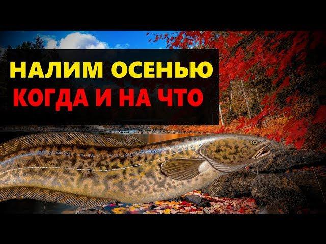 РЫБАЛКА НА НАЛИМА ОСЕНЬЮ. ГДЕ ИСКАТЬ НА ЧТО ЛОВИТЬ