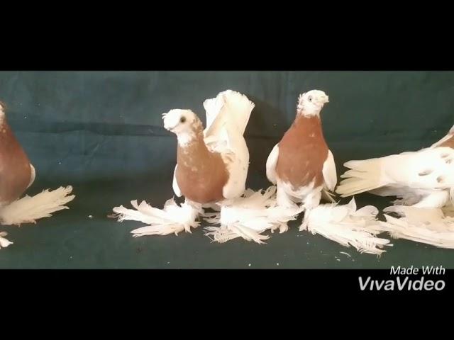 Узбекские декоративные голуби Абдукадира.