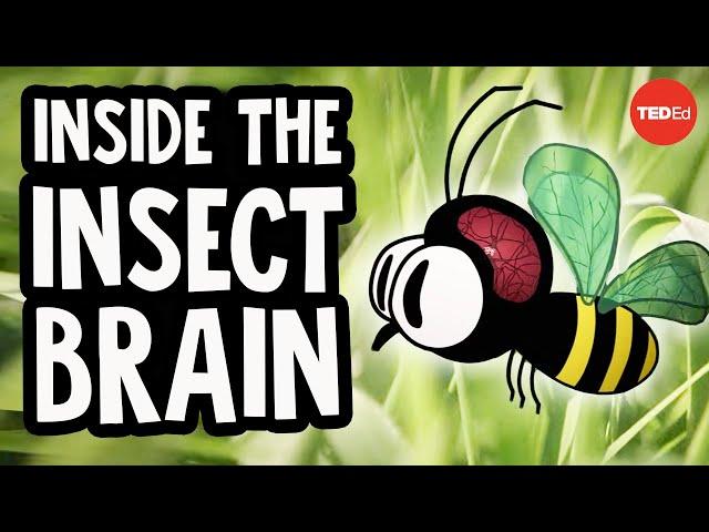 Why the insect brain is so incredible - Anna Stöckl