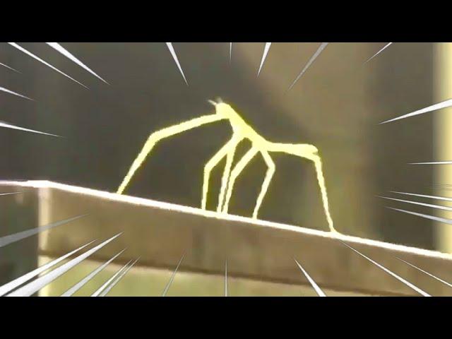 stick bug