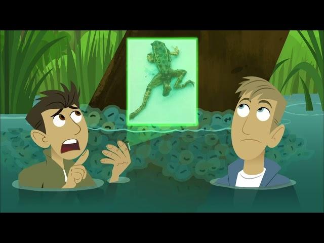 2-13 Братья Кратт - Аквалягушка / Wild Kratts - Aqua Frog