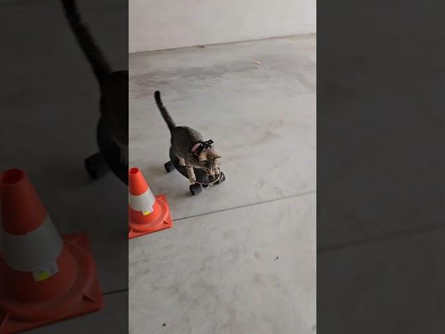 Watch This Talented Cat Shred on a Skateboard Like a Pro  #SkateboardingCat