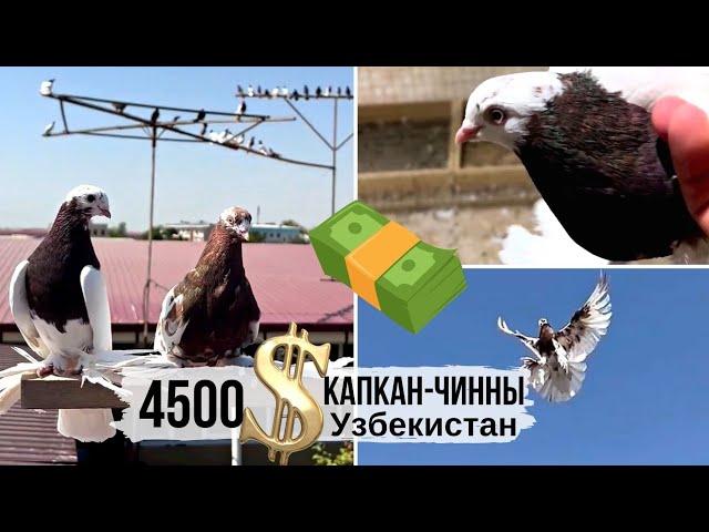 4500  за пару | Бойные голуби Капкан-Чинны, Узбекистан | O'zbekiston kaptarlari