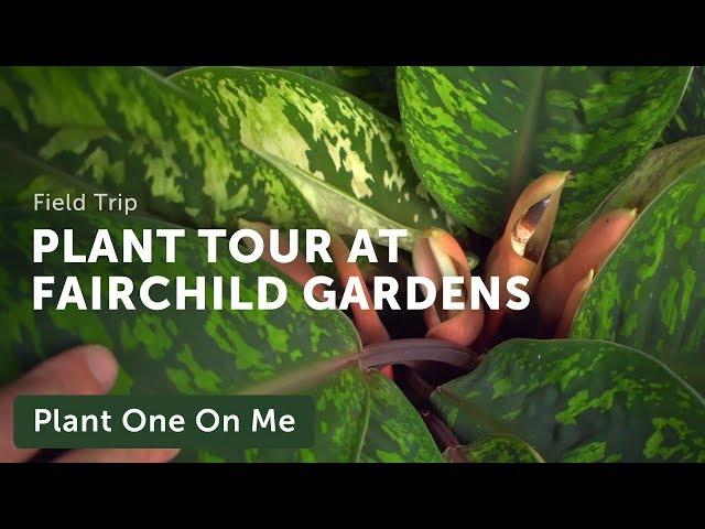 Meditative Botanical Tour at Fairchild Tropical Botanic Garden — Ep 182