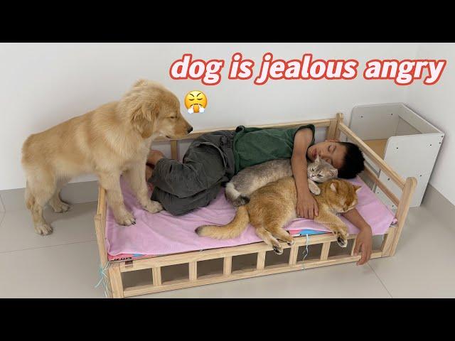 Super funny!How does my golden retriever react when I cuddle with my two cats to sleep?Cute Animals