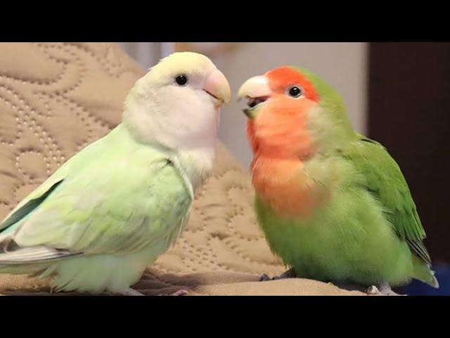 Lovebirds Singing & Talking | Lovebirds As Pets