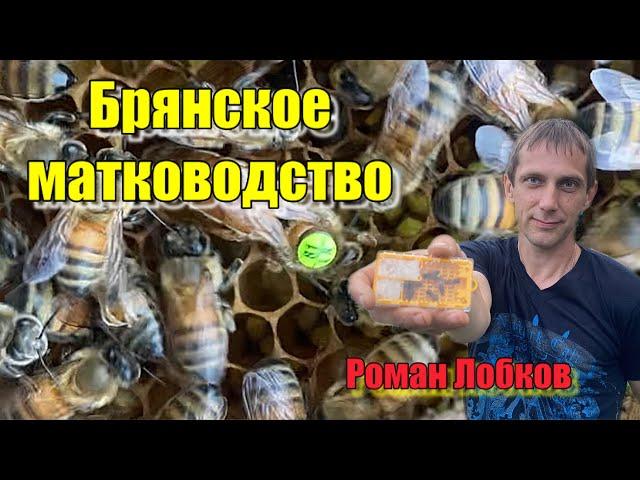 Бакфаст, кардован. В гостях у Брянского матковода…