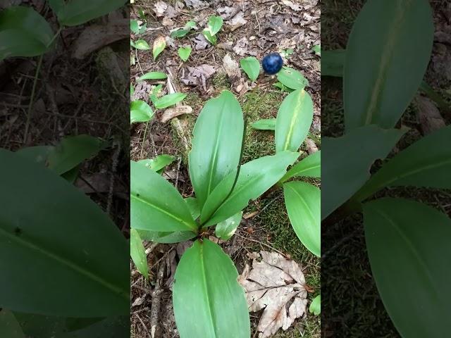 A clintoia berry #novascotia #pants