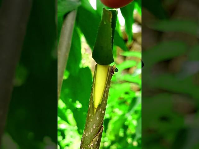 Best grafting techniques for fruit plants grafting #satisfying #grafting #amazing #nature #shorts