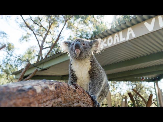 CUTEST AUSTRALIAN ANIMALS EVER!!