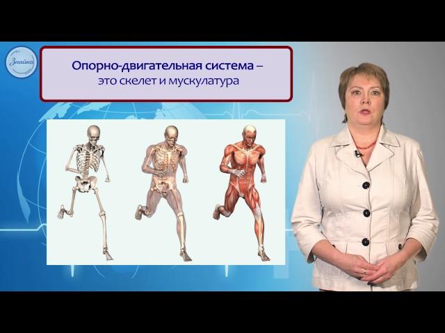 Биология 8 класс. Системы органов в организме  Уровни организации организма