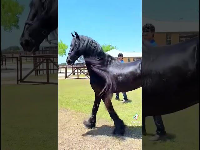 This Horse Is Realy Beautiful  Black Horse #shorts #viral #most #trending