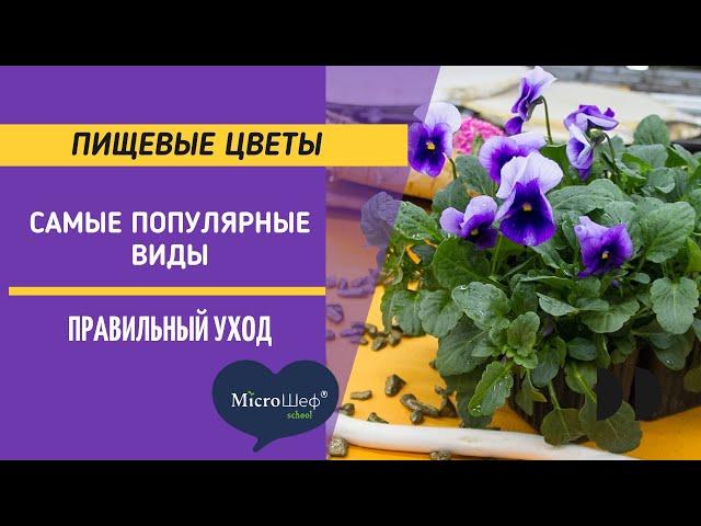 Пищевые цветы. Самые популярные виды. Правильно ухаживаем на ферме микрозелени.