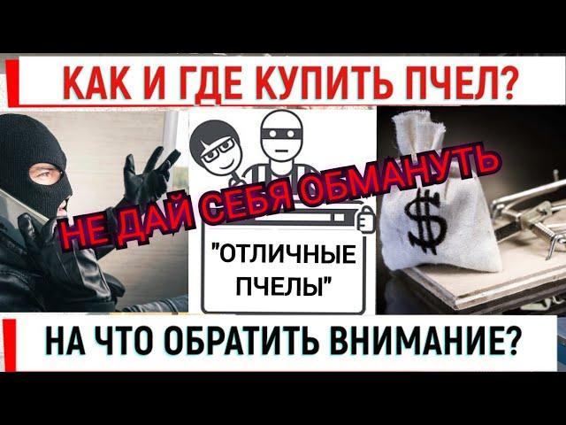 Как и где купить пчел? На что обратить внимание?