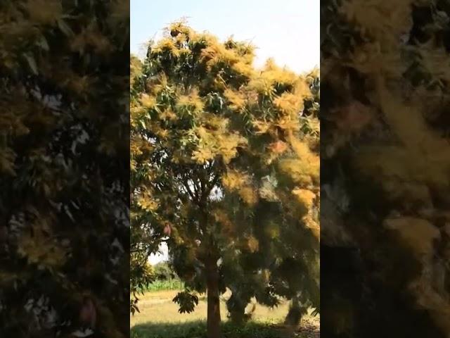 mango tree swaying as a powerful gust #lifeonearth #mango #trendingshorts #naturelovers #mangotrees