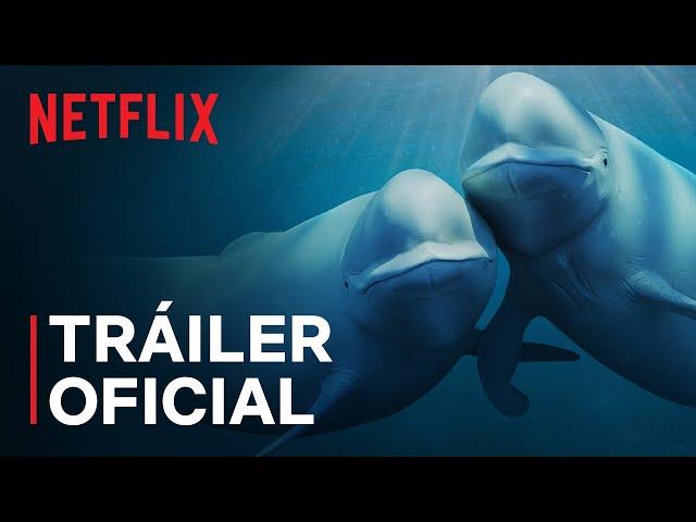 Nuestros océanos (SUBTITULADO) | Barack Obama | Tráiler oficial | Netflix