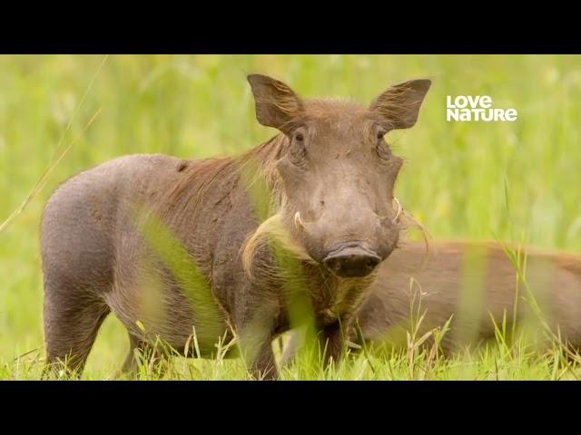 DOCUMENTÁRIOS PLANETA MUNDO SELVAGEM - A PLANÍCIE DOS ÉBANOS