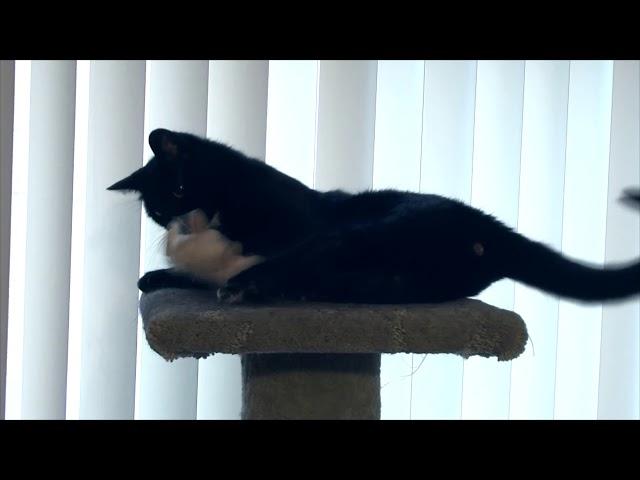 Generic cat video