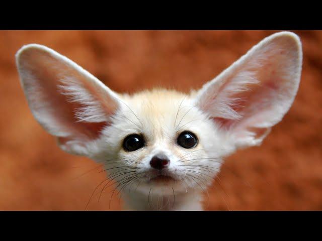 Fennec Fox: The cutest FOX