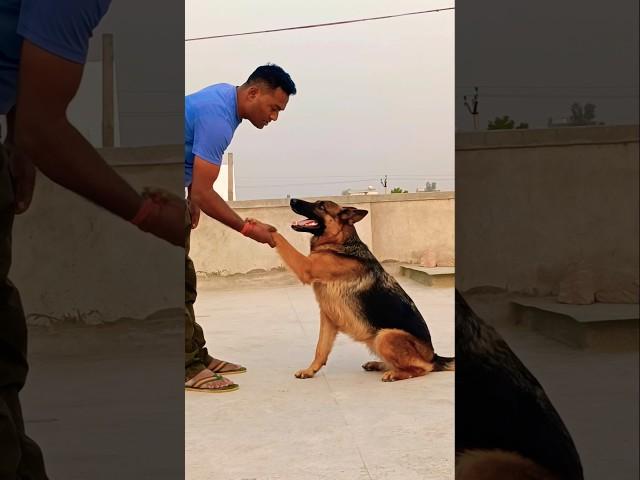 German shepherd soffy ️#short #shortsfeed #pets #doglover #viralshorts #viralvideo #love#soffy