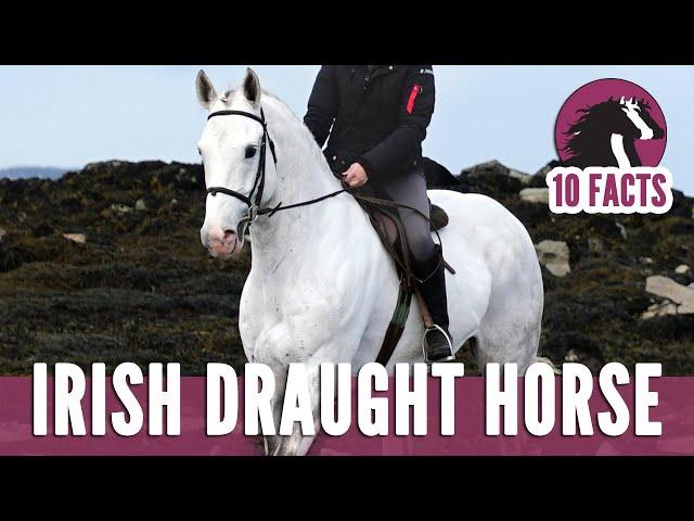 10 Fascinating Facts About The Irish Draught Horse