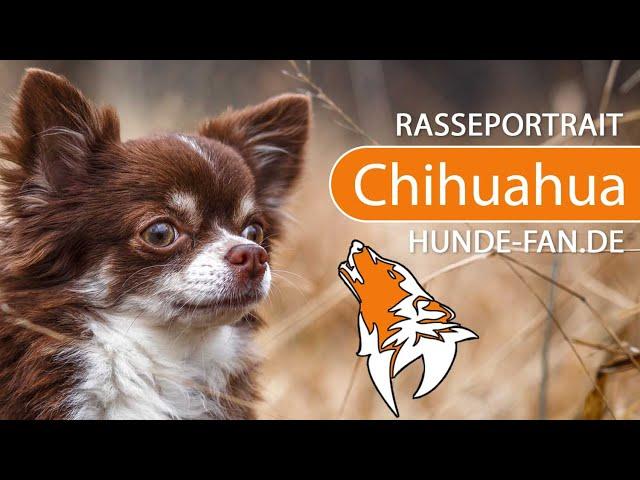 ► Chihuahua [2020] History, Appearance, Temperament, Training, Exercise, Care & Health