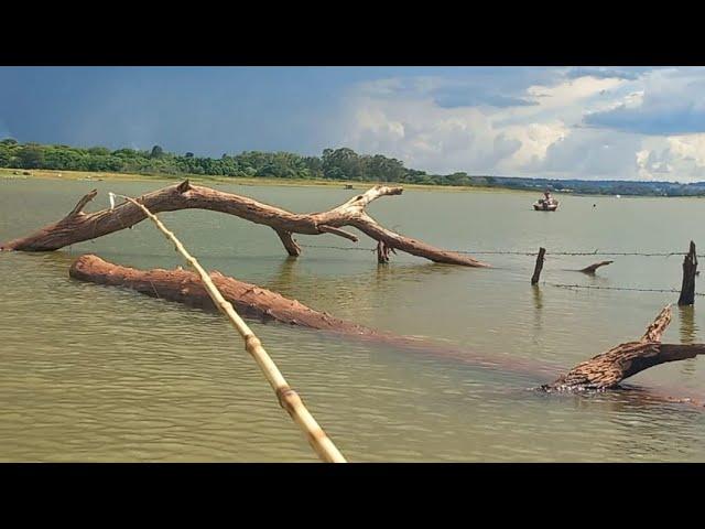 Tem coisas que se não tiver gravado ninguém acredita Pescaria caipira de tucunaré no bambu