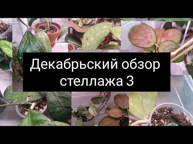 декабрьский обзор стеллажа 3 часть // теплички//