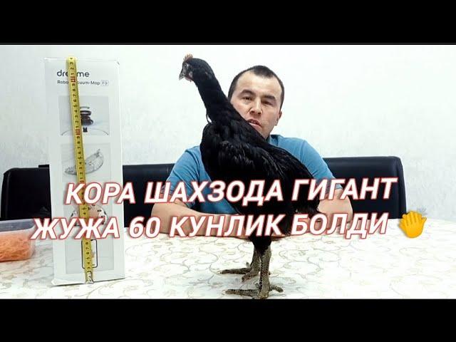 КОРА ШАХЗОДА ГИГАНТ ИШКИБОЗЛАР УЧУН 