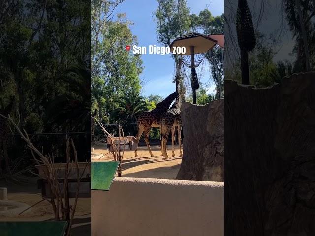 San Diego zoo ️| san Diego travel #sandiegozoo #sandiego #socal