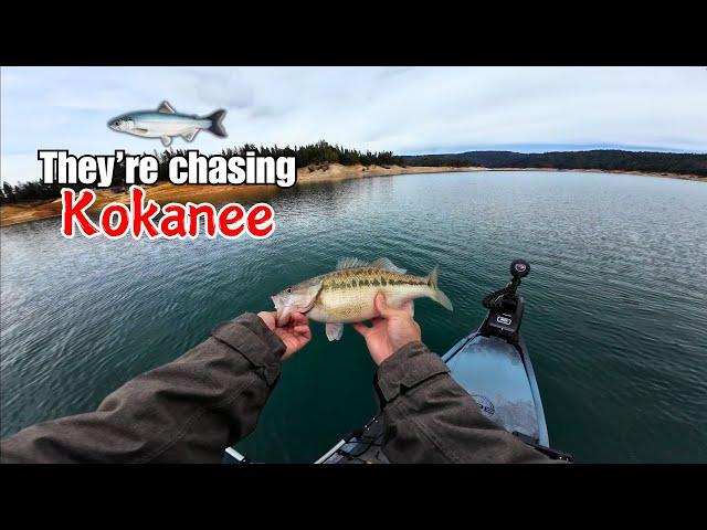 The BEST way to catch SPOTTED BASS in the winter! (Bullards Bar Reservoir)