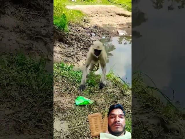 Bandar Pani pikar #viralvideo #shortvideo