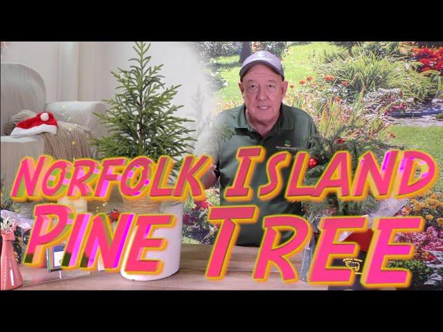 Ask Mr. Greenthumb Gardening Segments with Stan DeFreitas this week: The Norfolk Island Pine Tree.