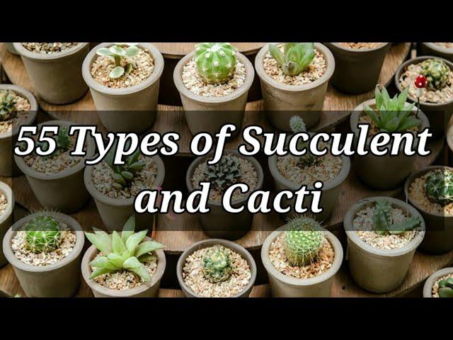 55 TYPES OF SUCCULENTS AND CACTI