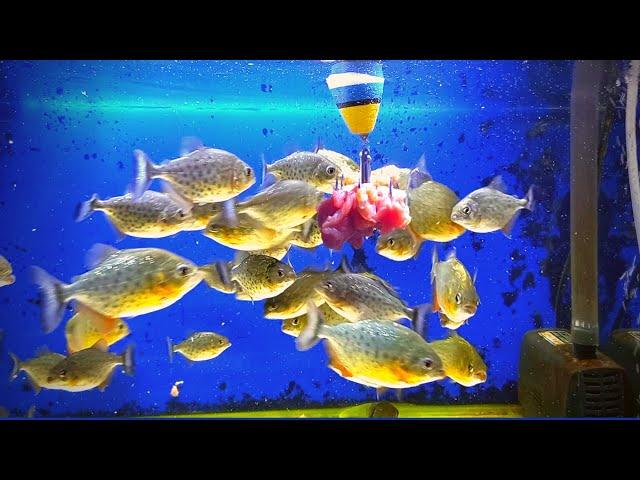 piranha fish tank eating meat