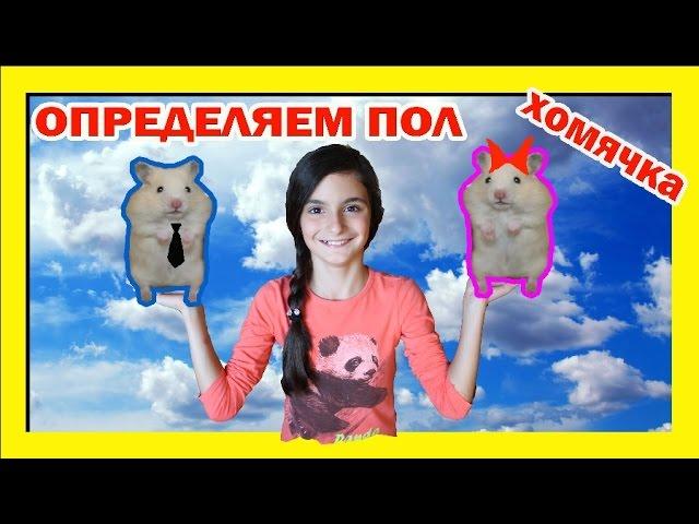 КАК ОПРЕДЕЛИТЬ ПОЛ ХОМЯЧКА | Мальчик или девочка? /ХОМЯК МАЛЬЧИК ИЛИ ДЕВОЧКА