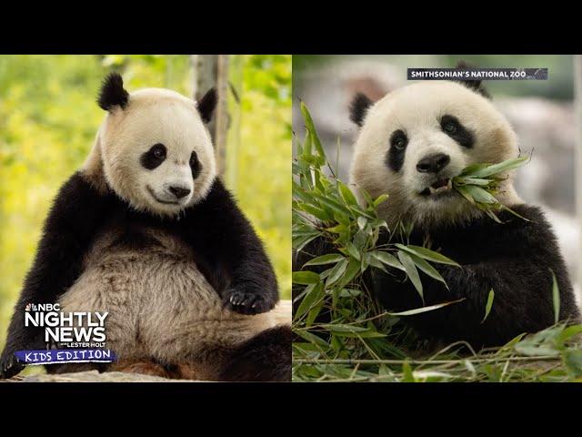 Panda diplomacy: Meet the two giant pandas making their debut in D.C. | Nightly News: Kids Edition