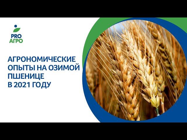 Агрономические опыты на озимой пшенице в 2021 году