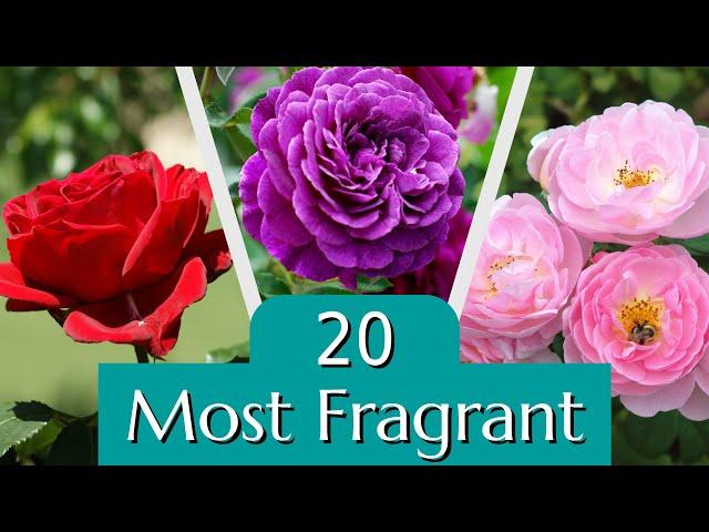 20 of the Most Fragrant Roses