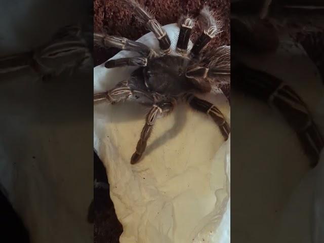 I Have The Tarantula from Home Alone! Aphonopelma Seemani (Costa Rican Zebra)