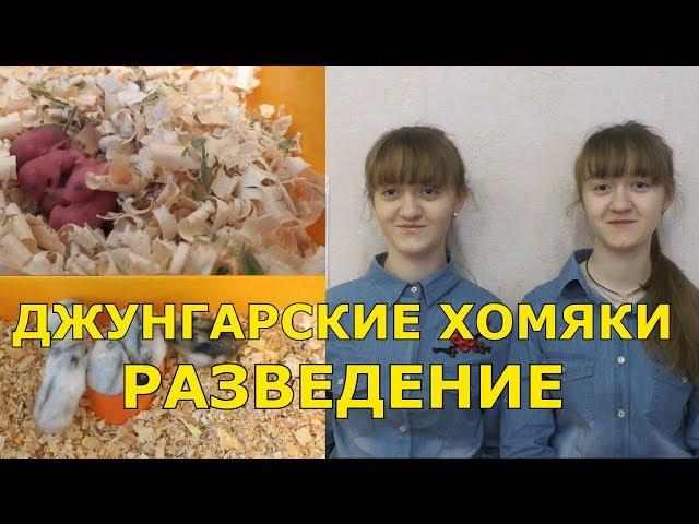 Джунгарские хомяки - разведение