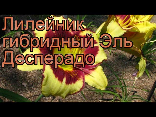 Лилейник гибридный Эль Десперадо (hemerocallis)  обзор: как сажать, рассада лилейника Эль Десперадо