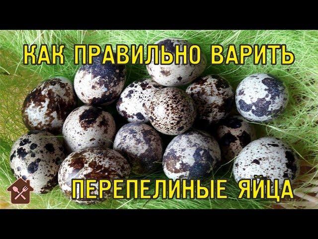 КАК ПРАВИЛЬНО ВАРИТЬ ПЕРЕПЕЛИНЫЕ ЯЙЦА