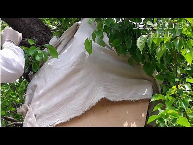 HOW TO GET A HONEY BEE INTO A TREE | !أي نوع من الأشجار يجب أن يهرب العسل؟ | ASALARINI  USHLASH